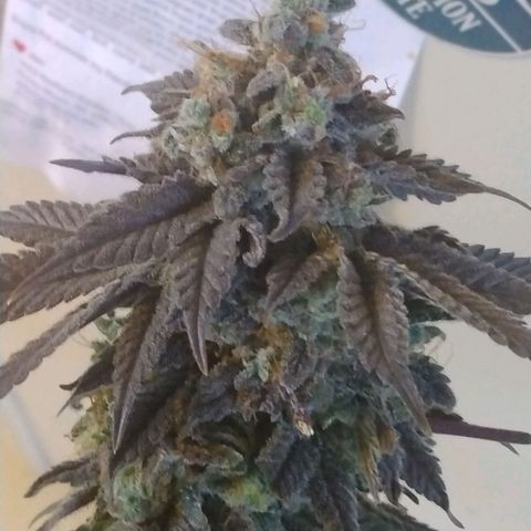 Royal Kush growlog timeline photo