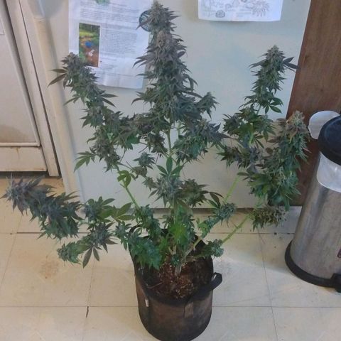 Royal Kush growlog timeline photo