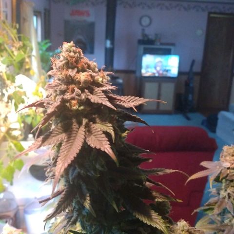 Royal Kush growlog timeline photo