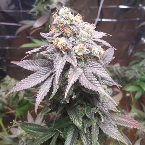 Royal Kush growlog timeline photo