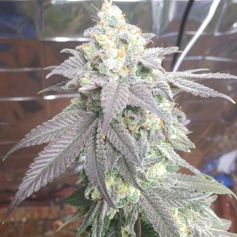 Royal Kush growlog timeline photo