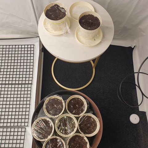 Gorilla Cookies growlog photo