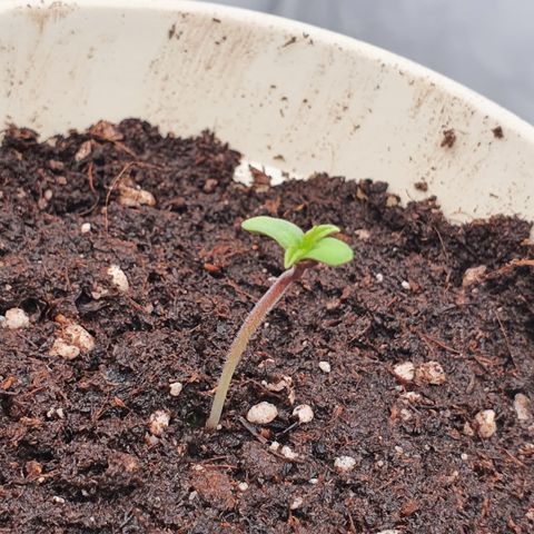 Gorilla Cookies growlog photo: 12h later