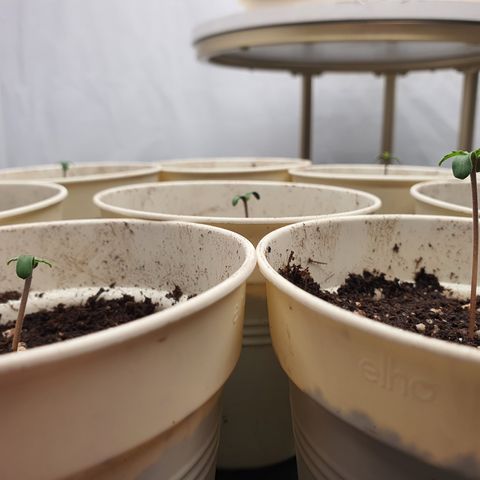 Gorilla Cookies growlog timeline photo