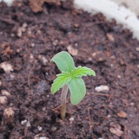 Gorilla Cookies growlog timeline photo