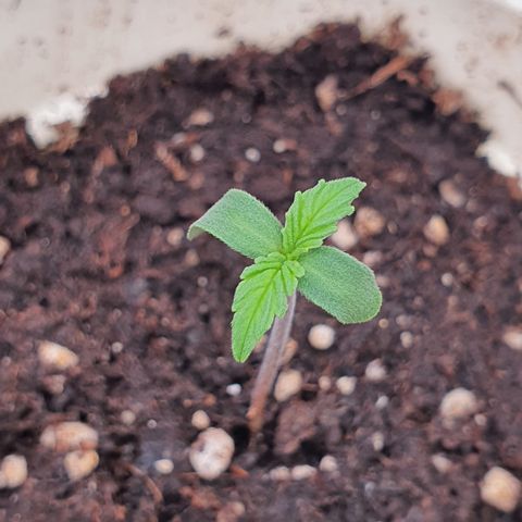Gorilla Cookies growlog timeline photo