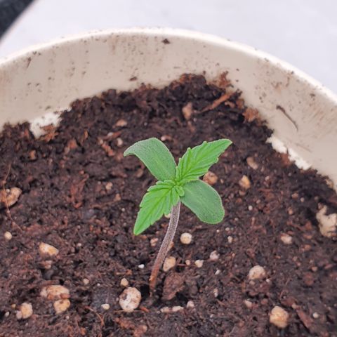 Gorilla Cookies growlog photo: 12h later