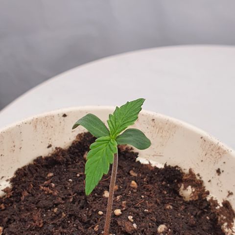 Gorilla Cookies growlog timeline photo