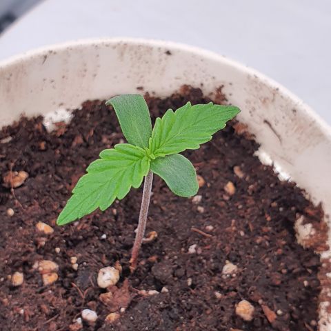 Gorilla Cookies growlog timeline photo