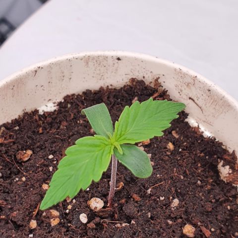Gorilla Cookies growlog timeline photo