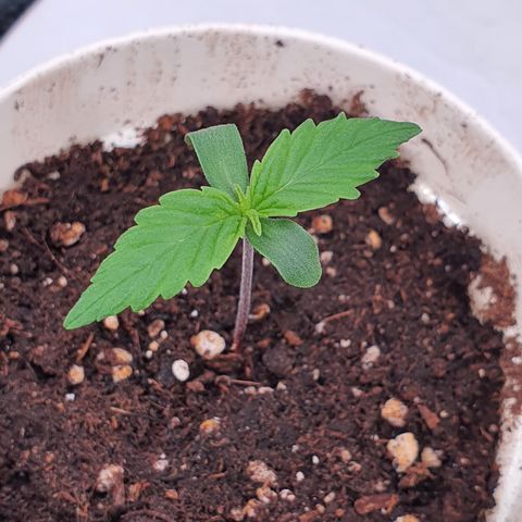 Gorilla Cookies growlog timeline photo