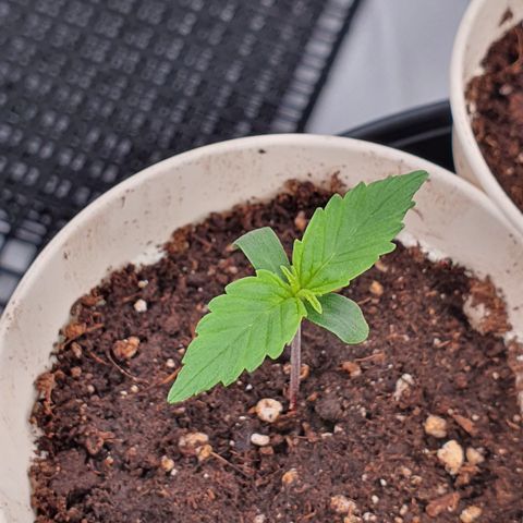 Gorilla Cookies growlog timeline photo