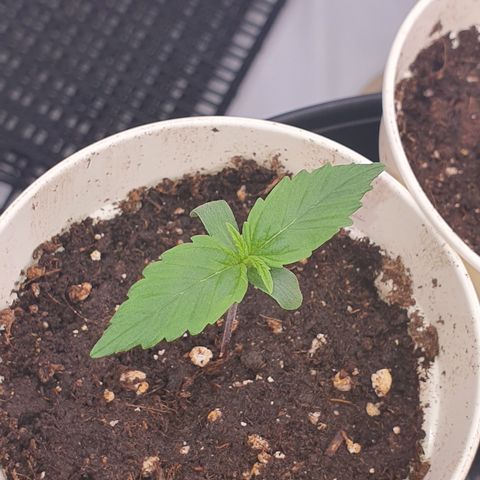 Gorilla Cookies growlog timeline photo