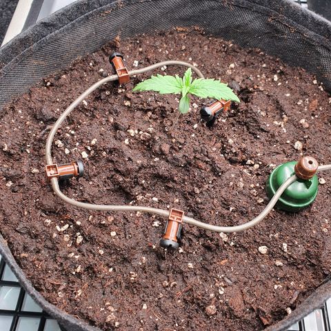 Gorilla Cookies growlog photo: Blumat