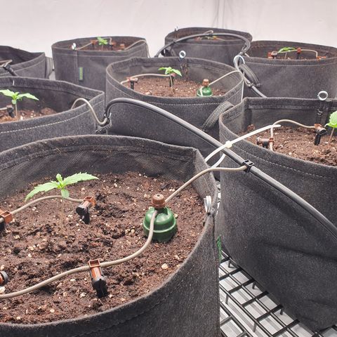 Gorilla Cookies growlog photo: Blumat
