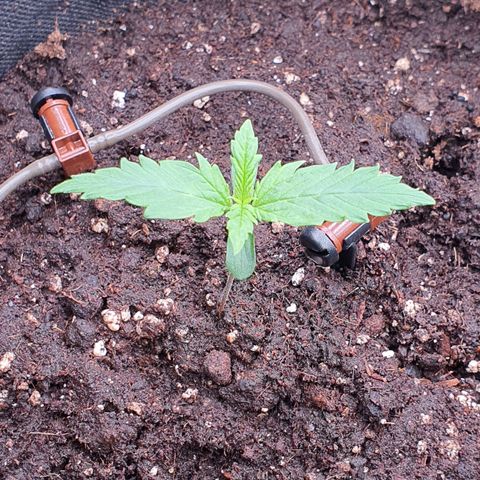 Gorilla Cookies growlog timeline photo