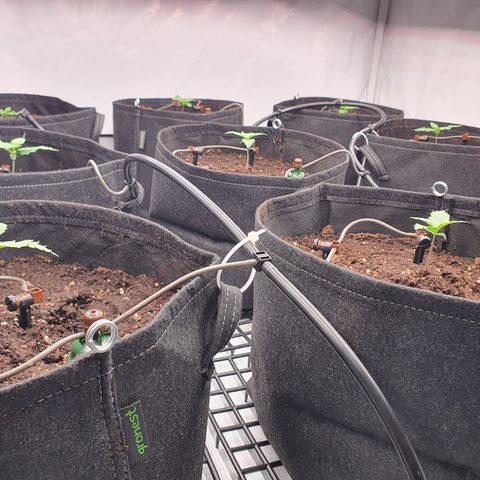 Gorilla Cookies growlog timeline photo