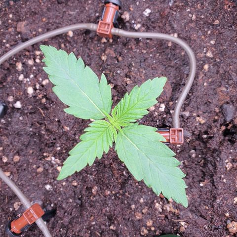 Gorilla Cookies growlog timeline photo