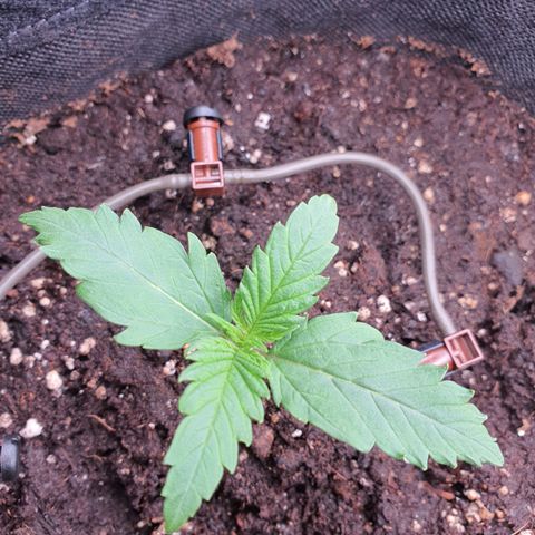 Gorilla Cookies growlog timeline photo