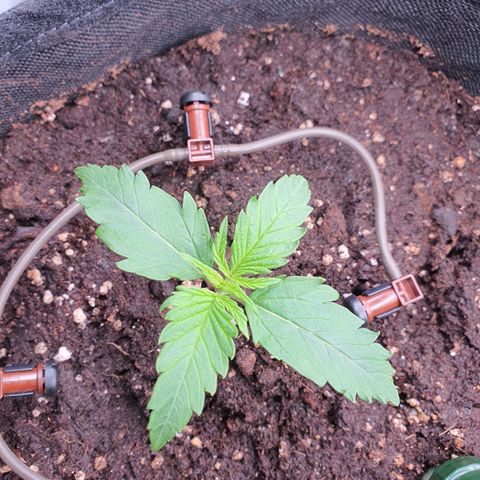 Gorilla Cookies growlog timeline photo