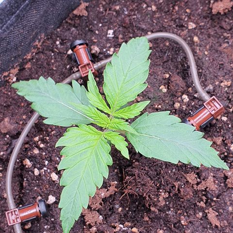 Gorilla Cookies growlog timeline photo