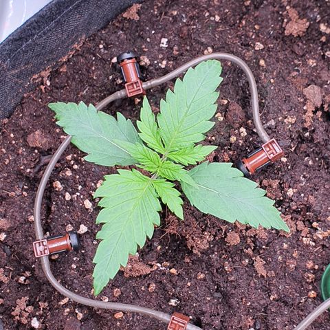 Gorilla Cookies growlog timeline photo
