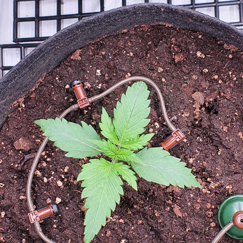 Gorilla Cookies growlog timeline photo