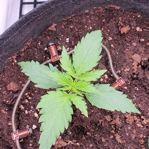 Gorilla Cookies growlog timeline photo