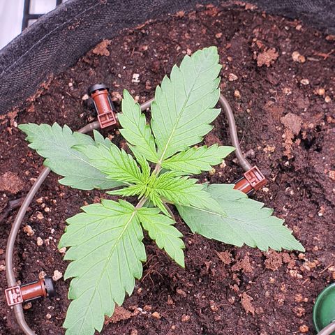Gorilla Cookies growlog timeline photo