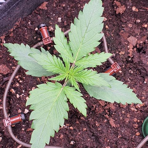Gorilla Cookies growlog timeline photo