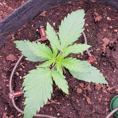 Gorilla Cookies growlog timeline photo