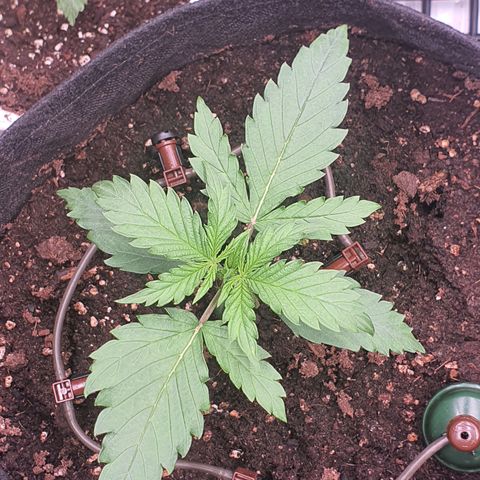 Gorilla Cookies growlog timeline photo
