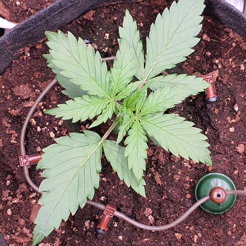 Gorilla Cookies growlog timeline photo