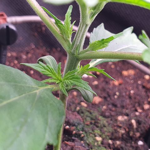 Gorilla Cookies growlog timeline photo