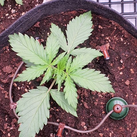 Gorilla Cookies growlog timeline photo