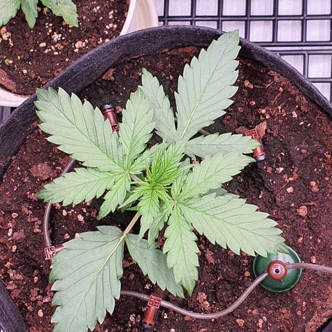 Gorilla Cookies growlog timeline photo