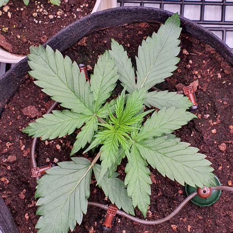 Gorilla Cookies growlog timeline photo
