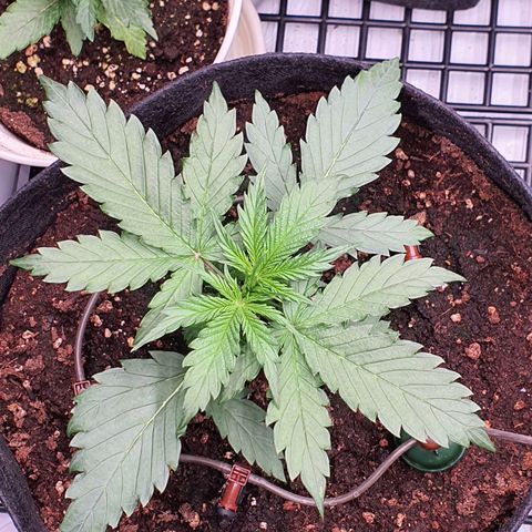 Gorilla Cookies growlog timeline photo