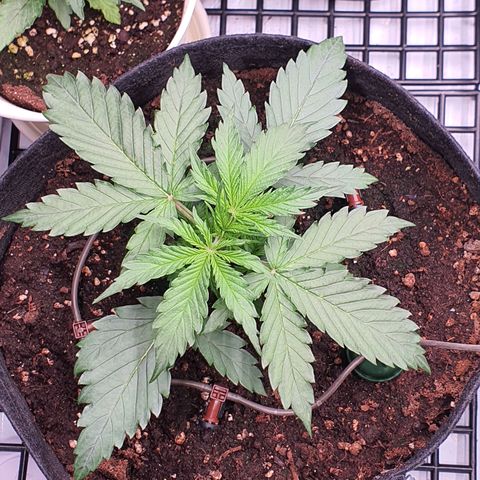 Gorilla Cookies growlog timeline photo