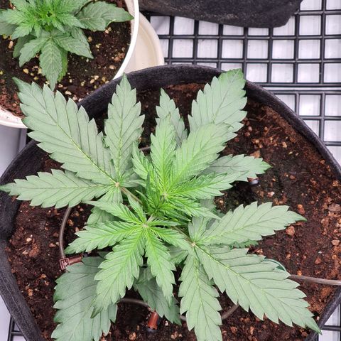 Gorilla Cookies growlog timeline photo