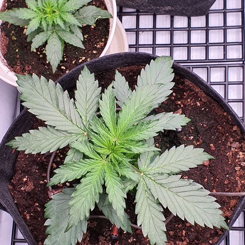 Gorilla Cookies growlog timeline photo