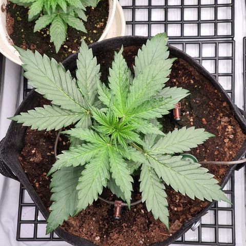 Gorilla Cookies growlog timeline photo