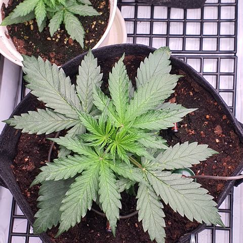 Gorilla Cookies growlog timeline photo