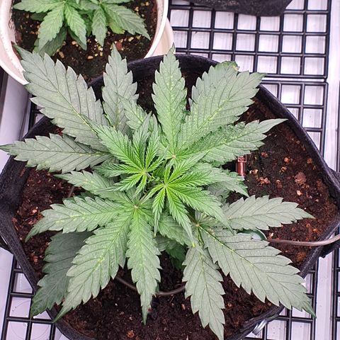 Gorilla Cookies growlog timeline photo