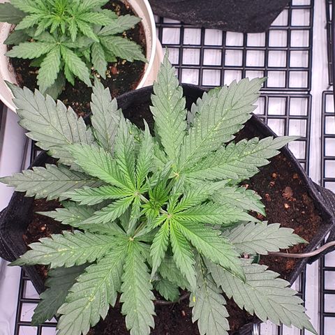 Gorilla Cookies growlog timeline photo