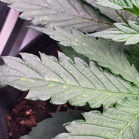 Gorilla Cookies growlog photo: Small wind burn. Fixed 🌬 ✅️