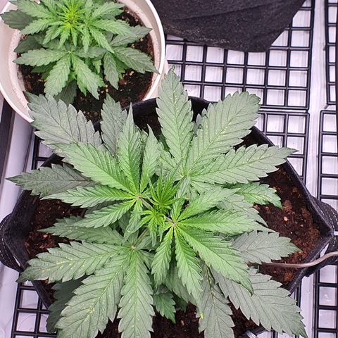 Gorilla Cookies growlog timeline photo