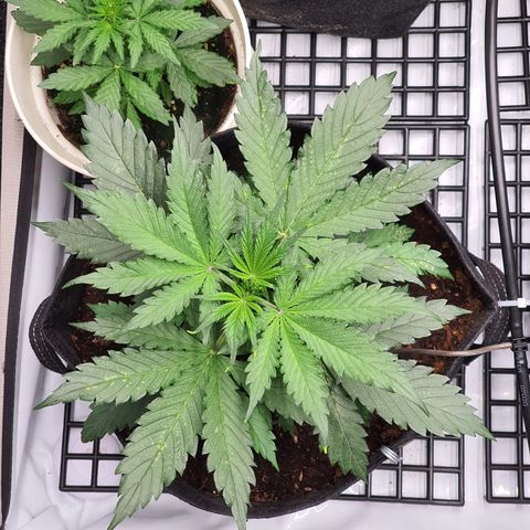Gorilla Cookies growlog timeline photo