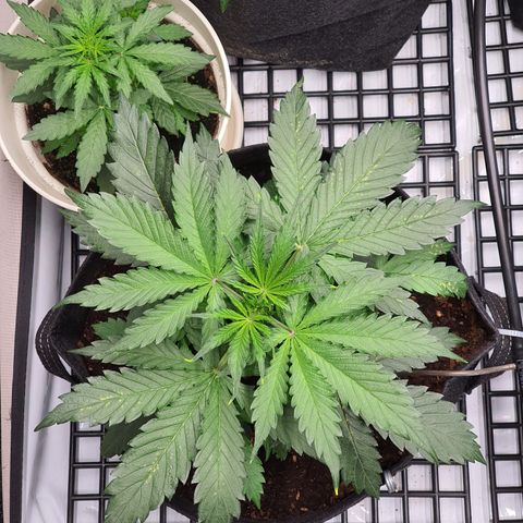 Gorilla Cookies growlog timeline photo