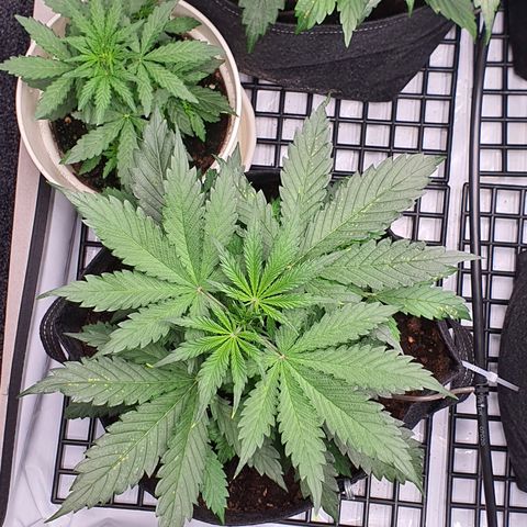 Gorilla Cookies growlog timeline photo